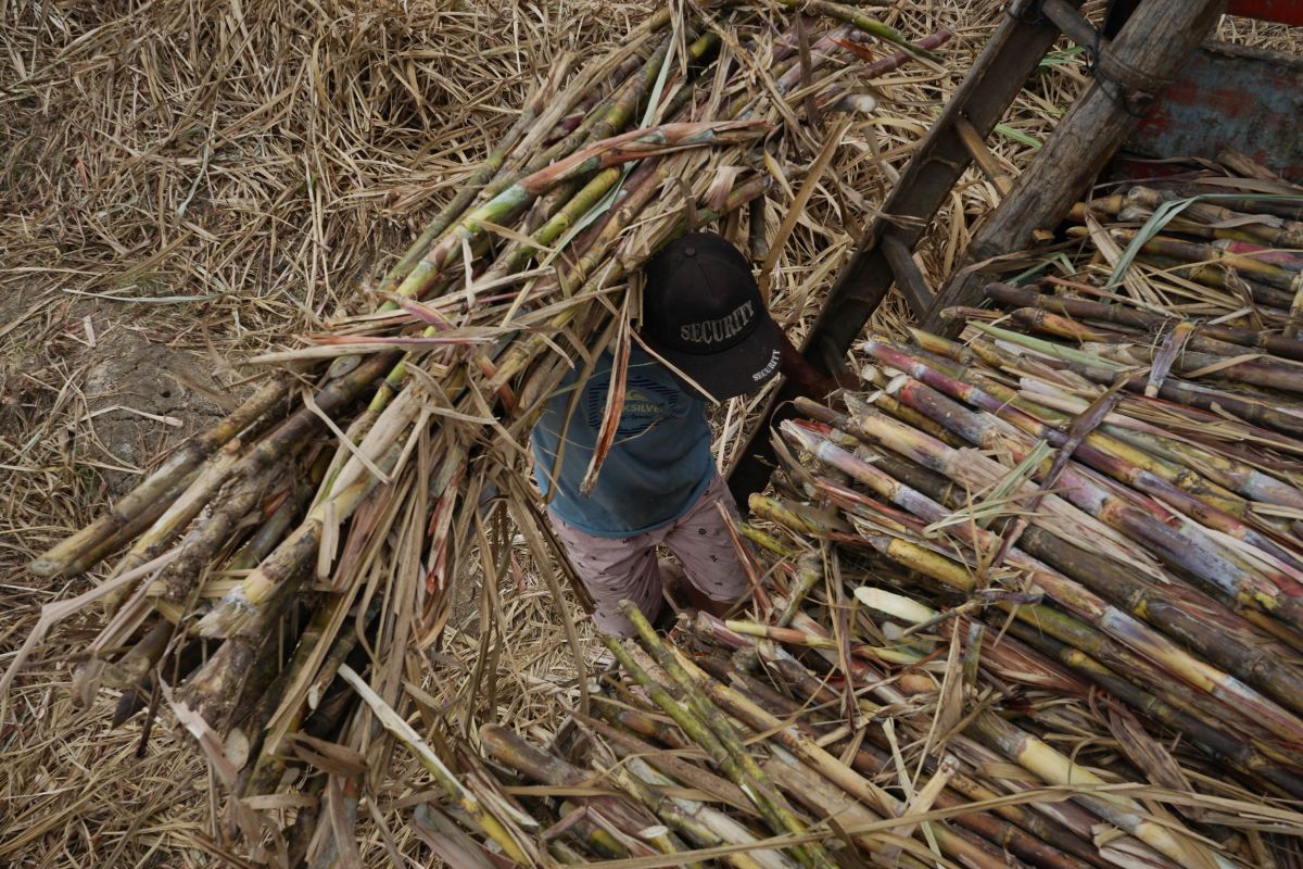 Produksi Gula Naik Walau Bobot Tebu Merosot