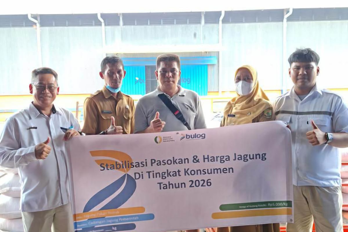 Ilustrasi berita Nasional: Bulog Tanjungpinang salurkan 49 ton jagung SPHP kepada peternak ayam