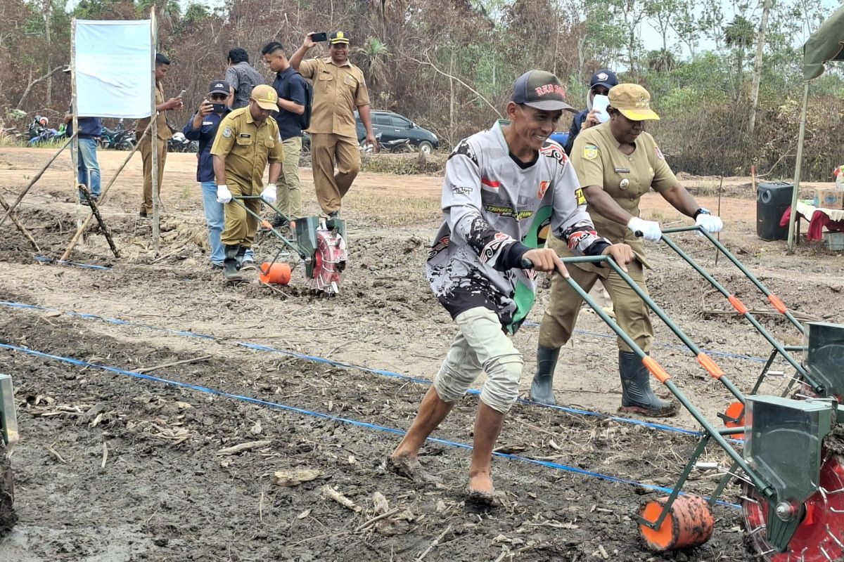Inovasi IPB: Uji Coba Padi Hemat Air di Salor