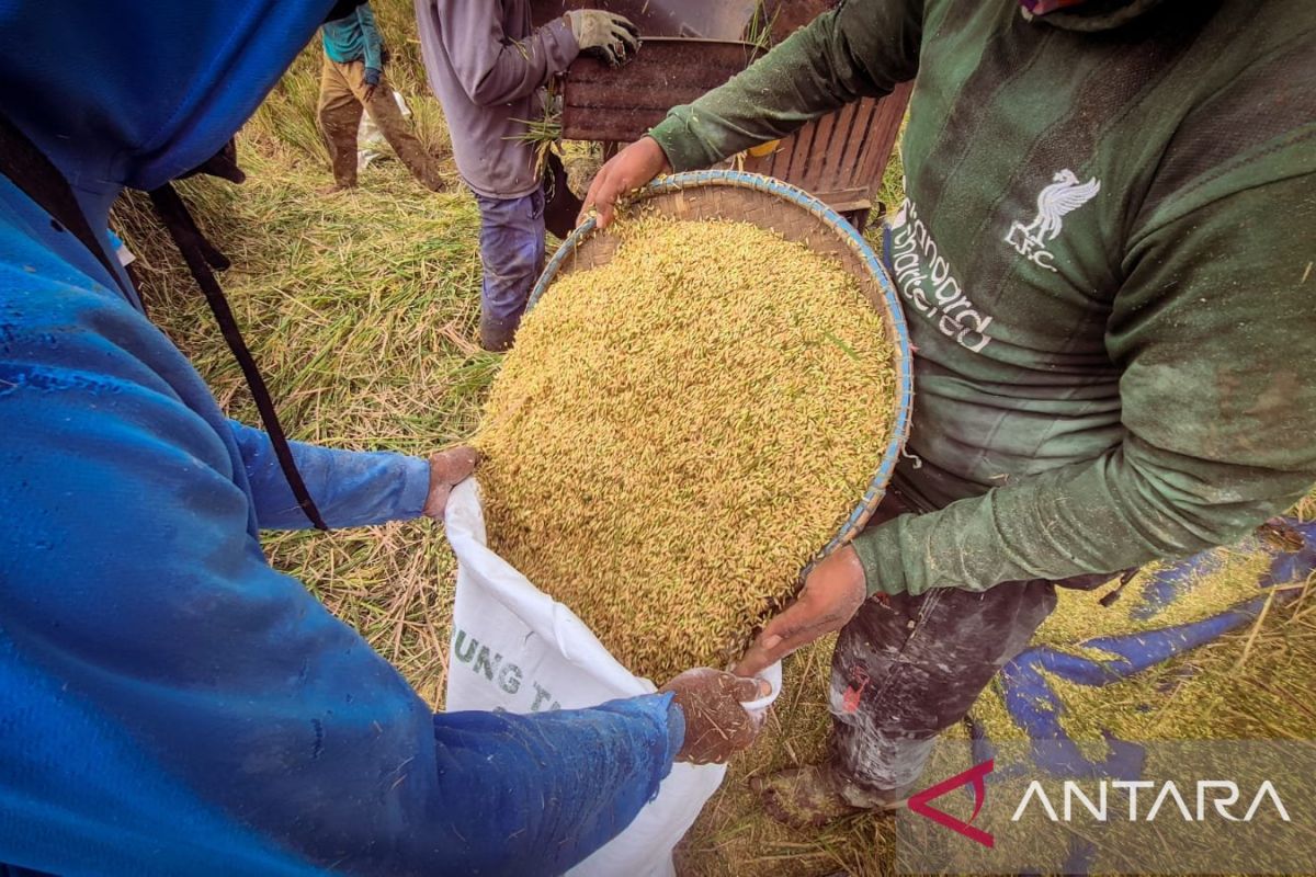 Bulog: Serapan gabah di Bandung Raya capai 84.653 ton hingga Oktober — NadiKabar.com