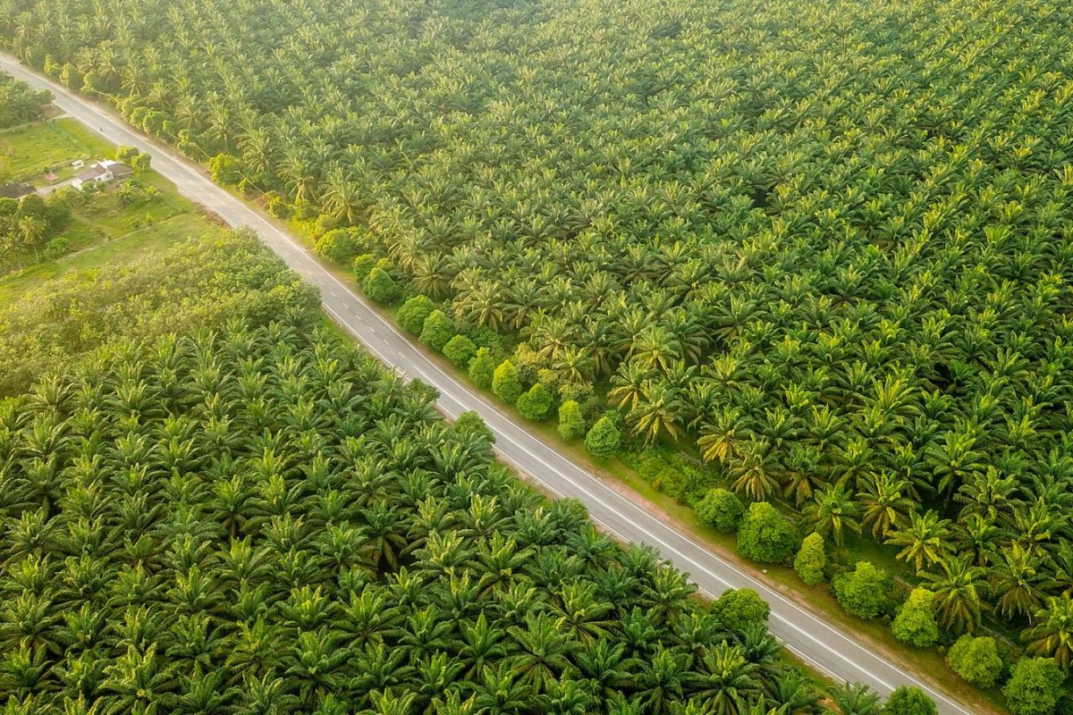 Hingga September 2026, PalmCo Bukukan Premi Sawit Rp190,78 Miliar