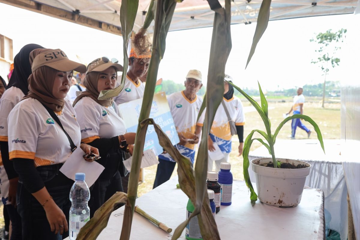 Syngenta berdayakan petani lewat teknologi jagung biotek — NadiKabar.com