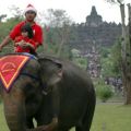 Menhut ajak publik melapor jika masih temukan atraksi gajah tunggang