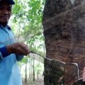 Nilai tukar petani Lampung bergerak naik