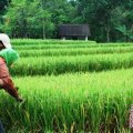 TNI dukung ketahanan pangan nasional 