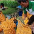 Produktivitas jagung Lampung Timur menurun