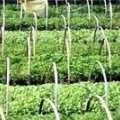 Nilai tukar petani Lampung naik 
