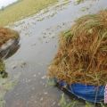 Ratusan hektare sawah di Musirawas terendam banjir 