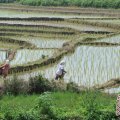 Nilai tukar petani Sumsel 108,80 persen