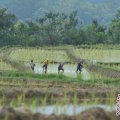 Petani Sumsel relatif sejahtera 