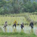 KRKP desak pemerintah lindungi kepentingan petani