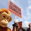 Dua satwa koleksi kebun binatang Surabaya mati