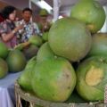 Jeruk pamelo Indonesia potensial dikembangkan