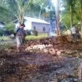 Musim Utara, Warga Beralih â€˜Macokâ€™ Barang Antik