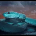 Bocah 6 Tahun di Dompu tewas digigit ular Viper, Penanganan medis lambat