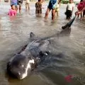 Melon headed Whale stranded in Kupang