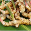 Galangal shows promise as herbal medicine, BRIN says