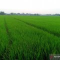 350 hektare sawah di lima kecamatan Purwakarta terancam kekeringan