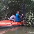 BKSDA Aceh menangkap  buaya pemangsa warga