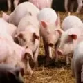 Pemkab Ende mengimbau peternak jalankan biosekuriti cegah ASF