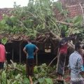 52 rumah rusak tertimpa pohon tumbang di Bantul
