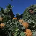 Nanas dapat bantu menyehatkan dan mempercantik kulit