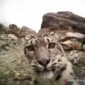Macan tutul salju muncul di dekat kota di Kazakhstan saat "lockdown" COVID-19