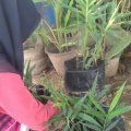 Bupati Madina hadiri HUT ke-80 TNI di Medan, pameran alutsista jadi magnet warga