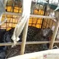 Warga tangkap macan tutul di kaki Gunung Sawal