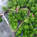 Ministry sets target to rehabilitate 200 ha of mangrove forests