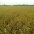 Embung di Karawang belum mampu atasi kekeringan areal sawah