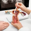 Tanda reproduksi pria dan wanita perlu dikonsultasikan