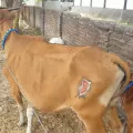 Modus potong kuping sapi curian kelabui pemiliknya, seorang peternak di Sumbawa dibekuk