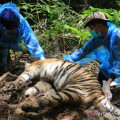 Halt alarming recurrence of human-tiger conflicts in Aceh
