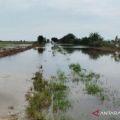 600 hektare lahan pertanian di Babulu Kabupaten Penajam terendam banjir