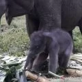 Govt advances village economy to save Sumatran elephants