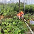 Melestarikan Lanskap Sembilang Dangku