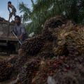 West Papua stresses indigenous approval for palm oil expansion