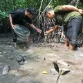 Minyak oli tutupi hutan mangrove Kuala Dangas
