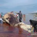 The Dead sperm whale washes up on Wadumaddi Beach, Sabu Island