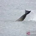 Paus pembunuh yang terjebak di sungai Prancis dipandu ke laut dengan suara orca