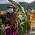 Peneliti dorong produksi tiga komoditi hadapi krisis pangan