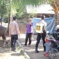 Sasar Kandang Ternak dan Sapi Polres Lotara dan DKP3 Semprotkan Disinfektan