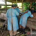 Task Force's strategies to bolster FMD handling in Riau Islands