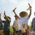 Pemalang grand corn harvest to maintaining food security: Moeldoko