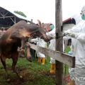 Over three million cattle vaccinated against FMD: Task Force