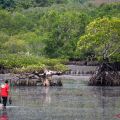 Mangrove forests have huge blue carbon potential: ministry