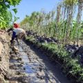 Labor-intensive water resources programmes absorb 130 thousand workers