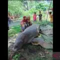 Warga temukan Duyung mati tersangkut jaring diPulau Subi Natuna