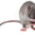 Kementerian Kesehatan Malaysia tutup kedai usai video viral perlihatkan tikus jamah ayam goreng